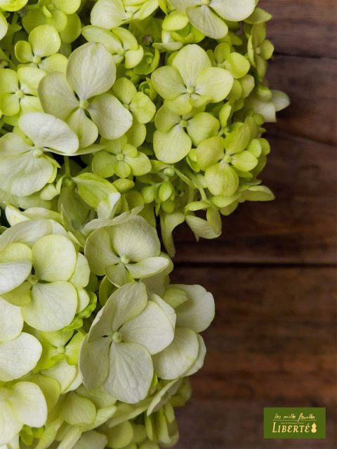 季節の花 夏 アジサイ守りで邪気を祓う レ ミルフォイユ ドゥ リベルテ 花 アレンジメント フラワーショップ