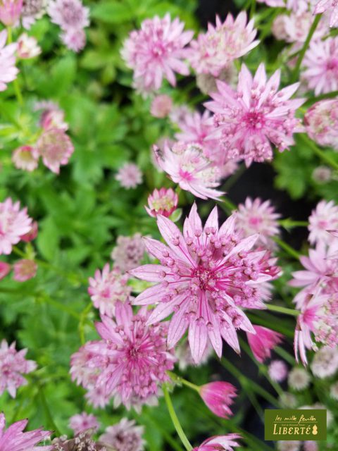 季節の花 夏 ストレスフリーで花を咲かせる草花たち レ ミルフォイユ ドゥ リベルテ 花 アレンジメント フラワーショップ