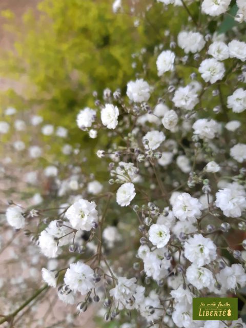 季節の花 夏 七夕の花 レ ミルフォイユ ドゥ リベルテ 花 アレンジメント フラワーショップ